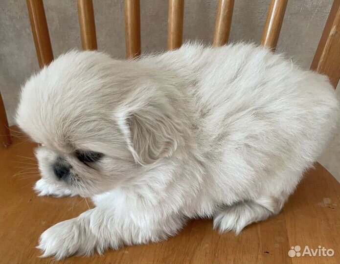 Щенки пекинеса