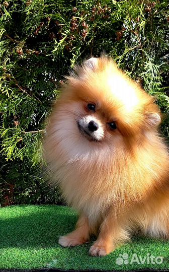 Померанский шпиц Мини