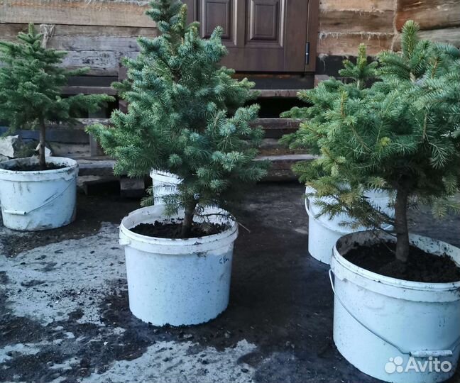 Ели, туи, можжевельник