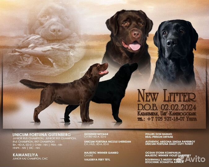 Щенки лабрадора