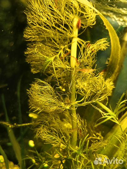 Яркая креветка Ред Файер