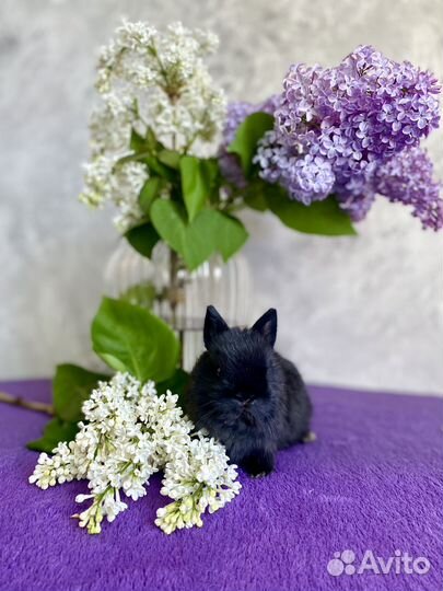 Мини декоративный кролик