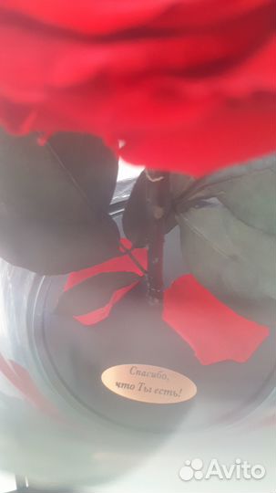 Вечная роза в колбе