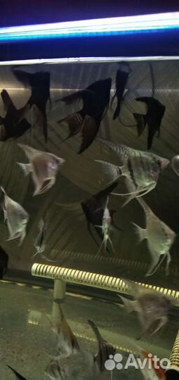 Аквариумные рыбы