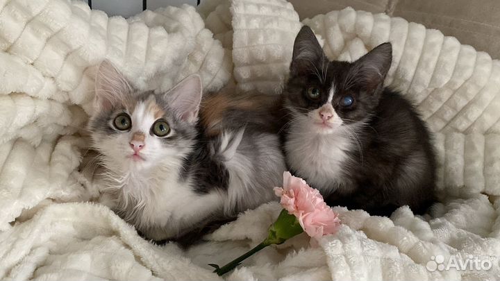 Котенок в добрые руки