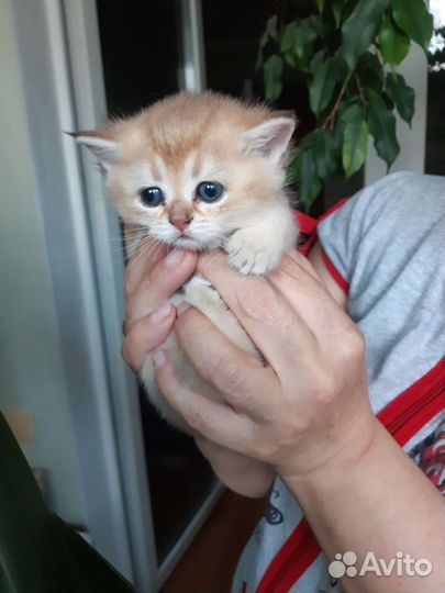 Шотландские вислоухие котята золотая шиншилла