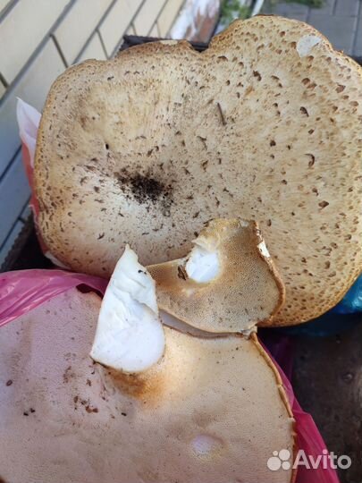 Грибы свежие трутовик чешуйчатый