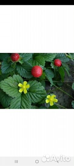 Мелисса, дюшенея индийская