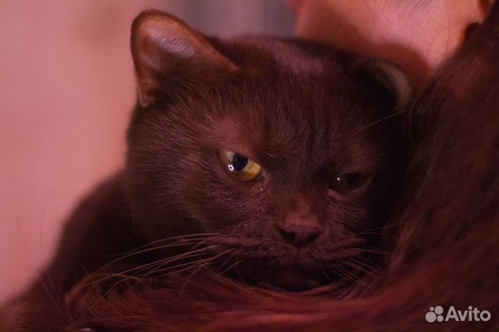 Бурманская кошка