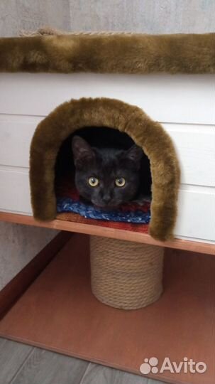 Домик для кота с когтеточкой