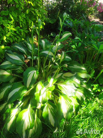 Хосты разные