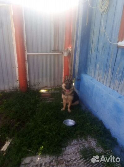 Немецкая овчарка