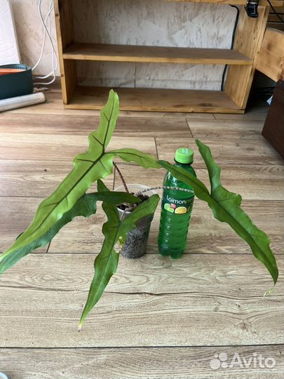 Алоказия Сабрина