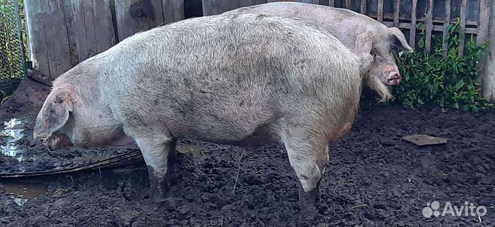 Хряк ландрас