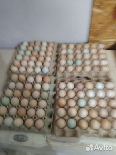 Домашние куриные яйца
