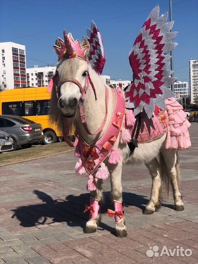 Амуниция для лошади, пони. Конная амуниция