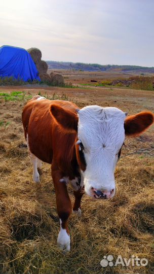 Бычок 5 месяцев