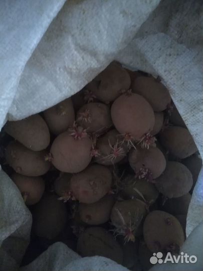 Семенной картофель Журавинка