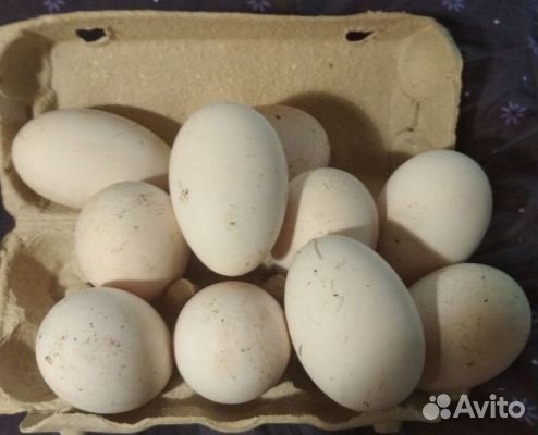 Яйца гусиные инкубационные от гусей породы Линда