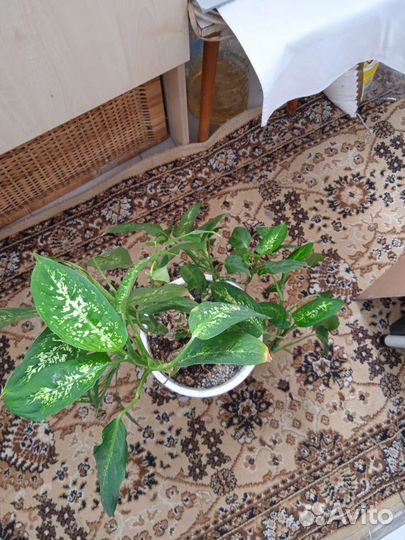 Диффенбахия