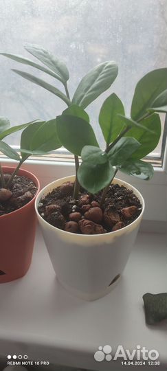 Замиокулькас