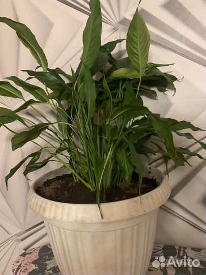 Спатифиллум Свит Лауретта