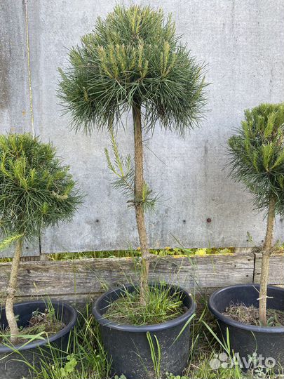 Продается сосна