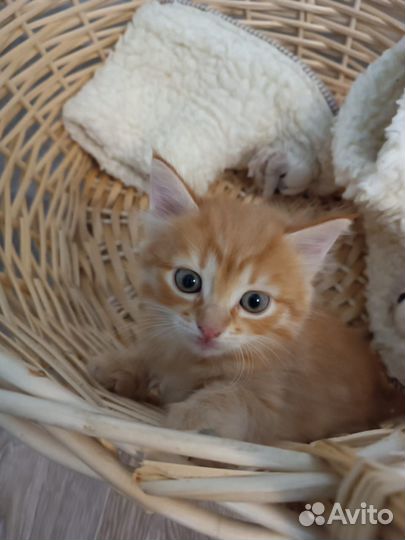 Котёнок-девочка