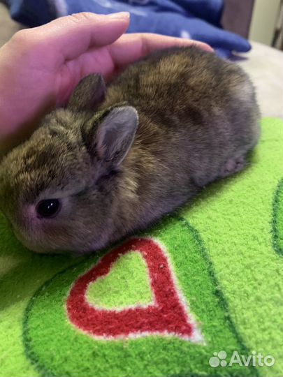Мини карликовый кролик
