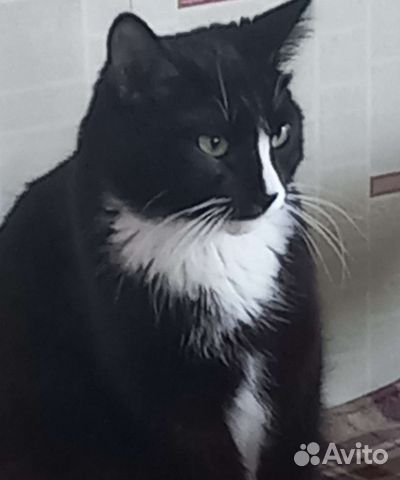 Кот Фёдор
