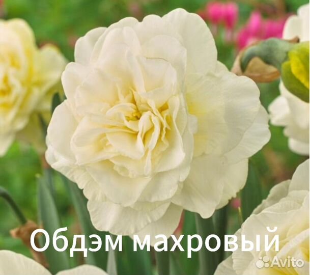 Луковицы нарциссов Новинки