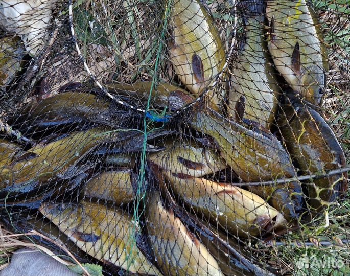 Линь,Малек Линя