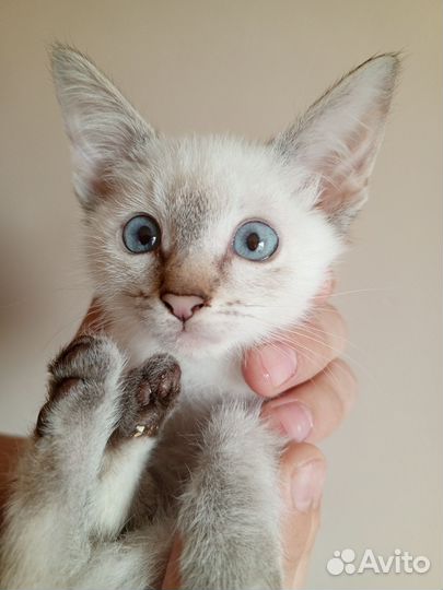 Тайские котята разных окрасов от призеров выставки