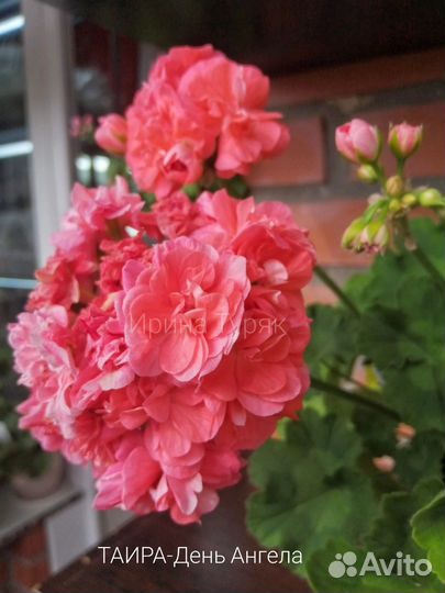 Пеларгония герань