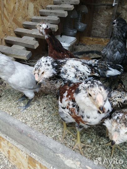 Цыплята, молодки