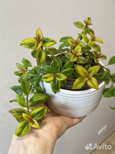 Эсхинантус, немотантус