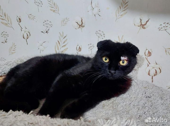 Шотландский вислоухий кот