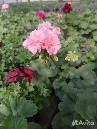 Герани сортовые