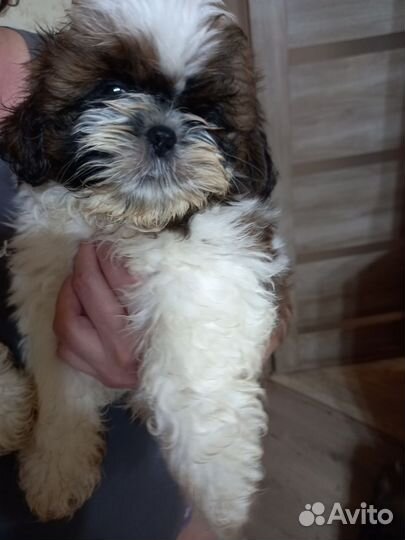 Щенок ши-тцу