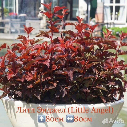 Пузыреплодник Литл энжел little Angel