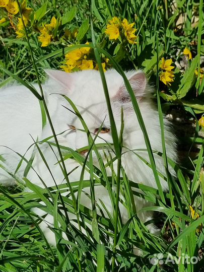 Отдаю кошку