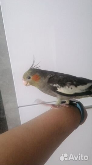 Ручные птенцы кореллы