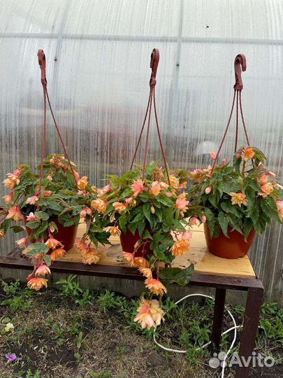 Бегония ампельная