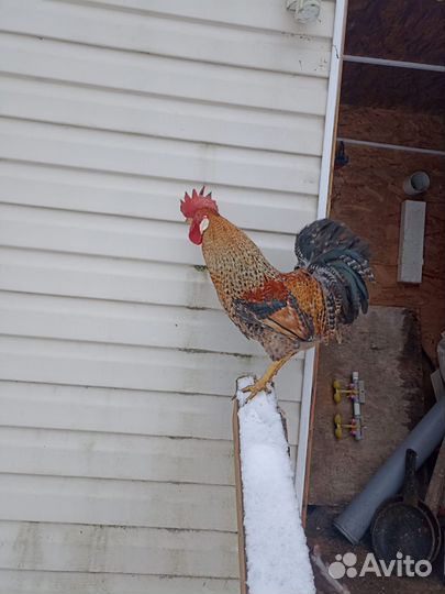 Петухи кучинские юбилейные петушки поместные