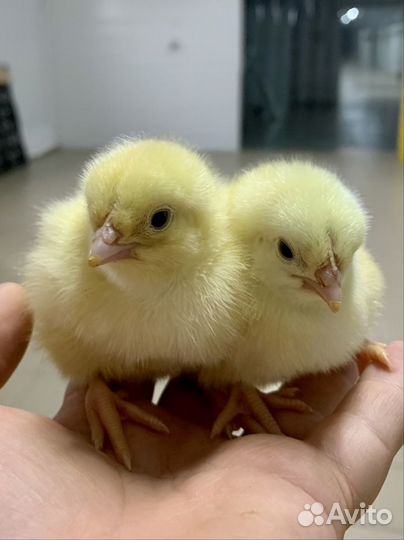 Бройлер суточный Кобб-500, Росс-308 в Черкесске