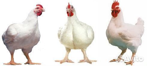 Инкубационное яйцо, цыплята, утята