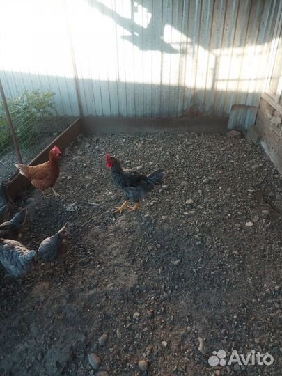 Петухи молодые домашние