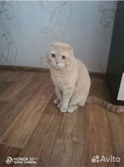 Шотландская