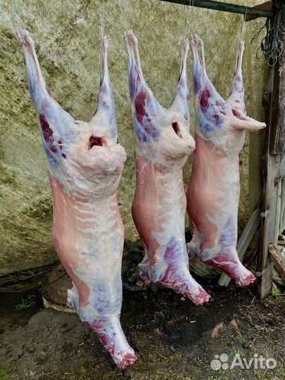 Привезу баранину Халяль Вам домой