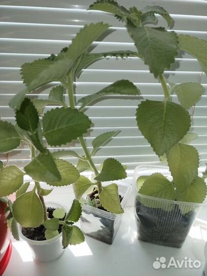 Домашняя мята